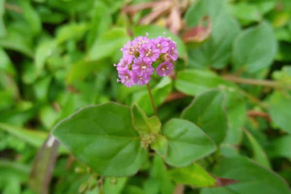 Punarnava/Ghetuli/Mukkurattai Herbal Plant