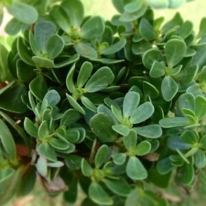 Purslane/Kulfa/Ghol Bhaji/Payalaku Rare Herbal Live Plant - Image 2