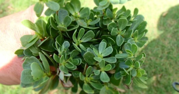 Purslane/Kulfa/Ghol Bhaji/Payalaku Rare Herbal Live Plant