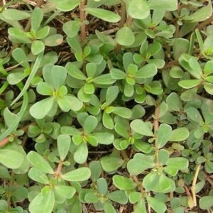 Purslane/Kulfa/Ghol Bhaji/Payalaku Rare Herbal Live Plant