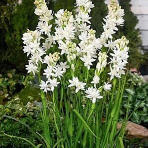 Tuberose/Rajnigandha Flower Healthy Plant - Image 2