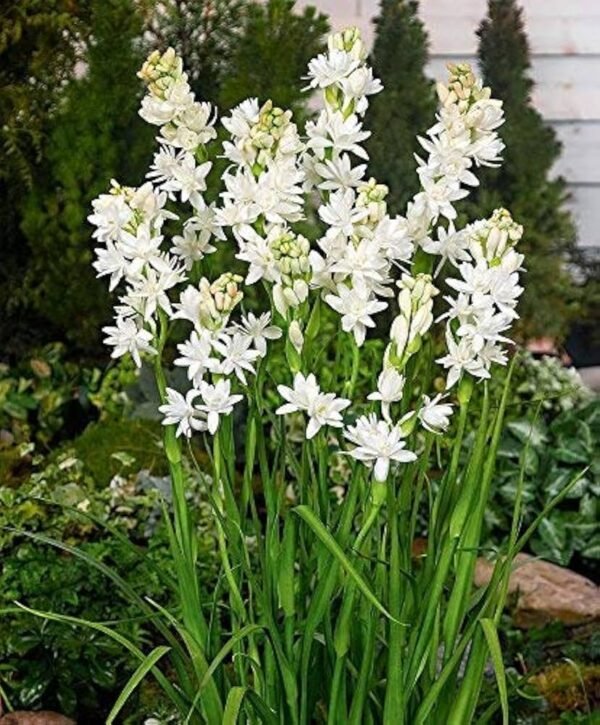 Tuberose/Rajnigandha Flower Healthy Plant