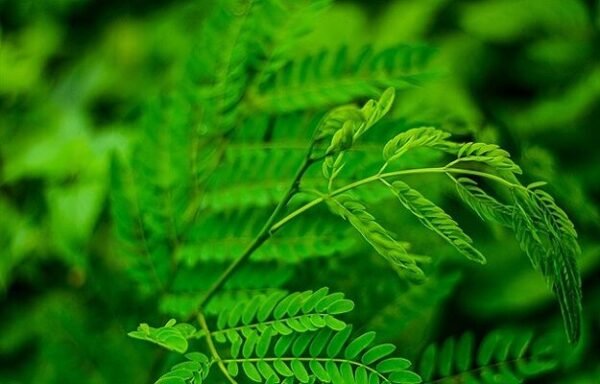 Red Gunja/Ratti/Kundimani/Gurivinda Healthy Live Plant