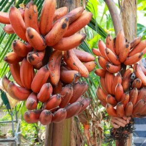 Red Banana Dwarf Healthy Plant