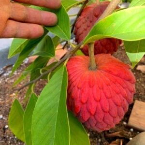 Sweet Red Custard Apple Plant