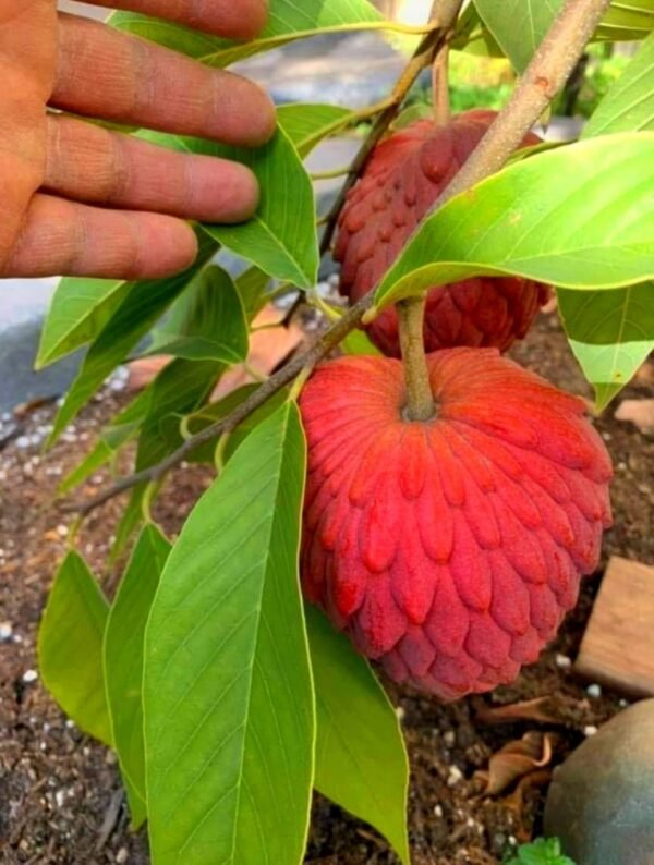 Sweet Red Custard Apple Plant