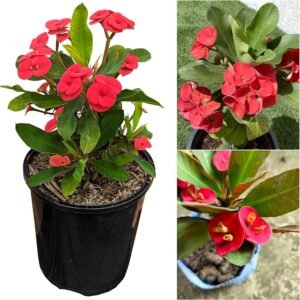 Euphorbia/Crown Of Thorns Flower Healthy Plant - Image 4