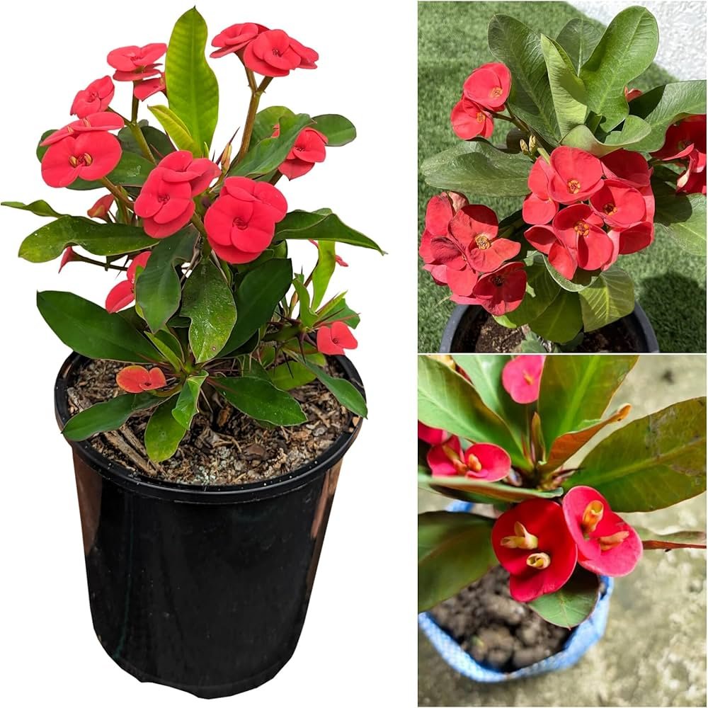 Euphorbia/Crown Of Thorns Flower Healthy Plant - Image 4
