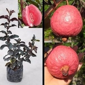 Red Diamond Japanese Guava Healthy Plant - Image 2