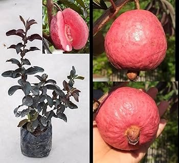 Red Diamond Japanese Guava Healthy Plant - Image 2