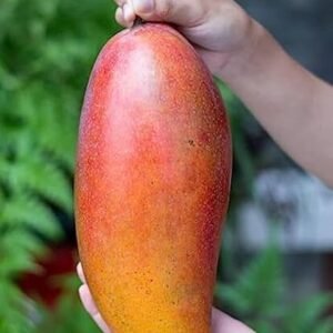 Red Ivory Grafted Mango Plant