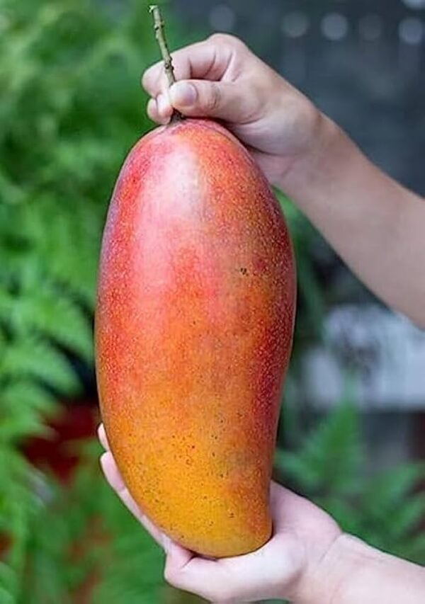 Red Ivory Grafted Mango Plant