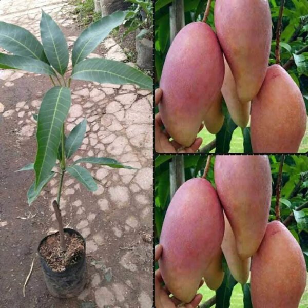 Red Ivory Grafted Mango Plant