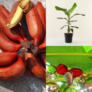 Red Banana Dwarf Healthy Plant - Image 2