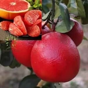Thai Hybrid Grafted Red Pomelo PLant
