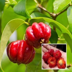 Red Surinam Cherry Healthy Plant
