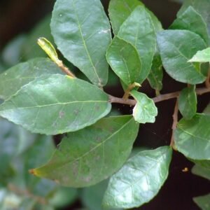 Fresh Green Sandpaper/Baranki/Kharoli/Datun/Sihora Herbal Leaves - Image 2