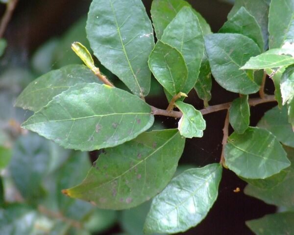 Fresh Green Sandpaper/Baranki/Kharoli/Datun/Sihora Herbal Leaves