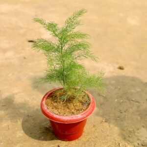 Satavari/kilavari/Satawari Healthy Herbal Plant - Image 2