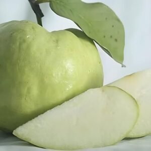 Seedless Guava Fruit plant