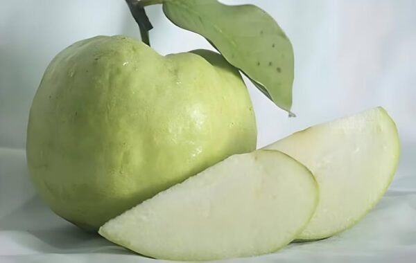 Seedless Guava Fruit plant