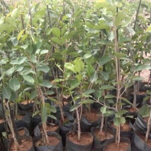 Black Jamun Seedless healthy plant - Image 2