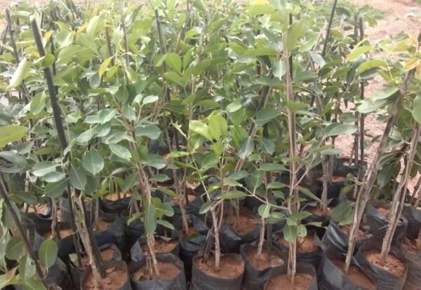 Black Jamun Seedless healthy plant