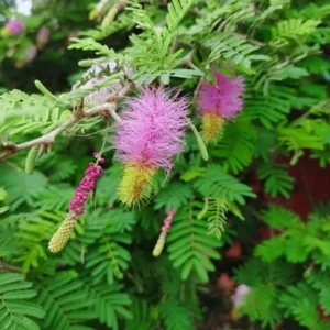 Shami/Jade/Khejri/Chikur/Jammi Healthy Traditional Good Luck Plant - Image 3