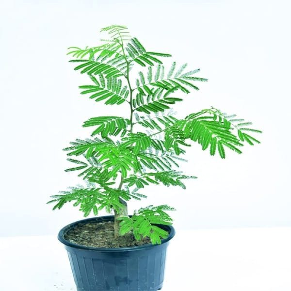 Shami/Jade/Khejri/Chikur/Jammi Healthy Traditional Good Luck Plant