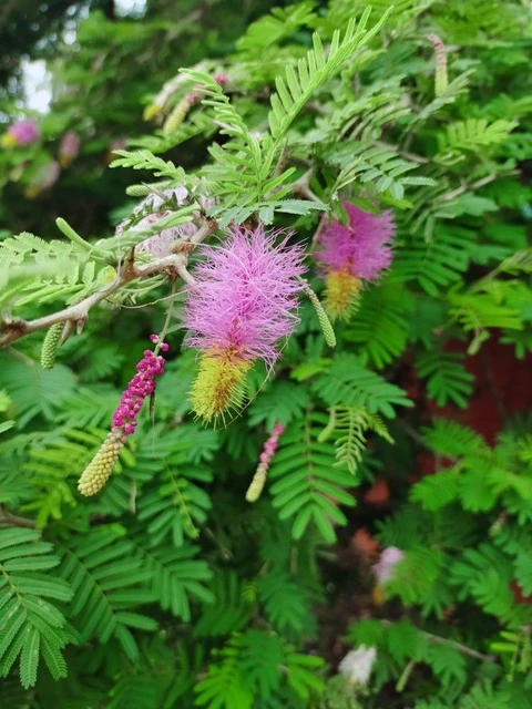 Shami/Jade/Khejri/Chikur/Jammi Healthy Traditional Good Luck Plant - Image 3