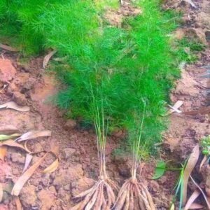 Satavari/kilavari/Satawari Healthy Herbal Plant - Image 3