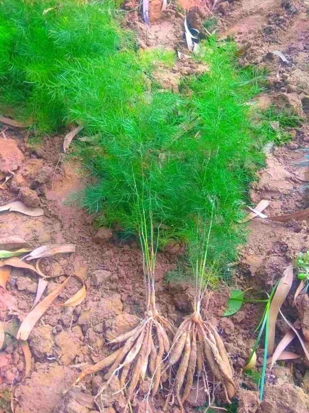 Satavari/kilavari/Satawari Healthy Herbal Plant - Image 3