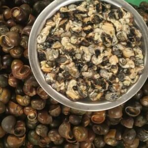 Fresh Dried Paddy Field Snails/Jol Kukura/Gugli without shells - Image 4