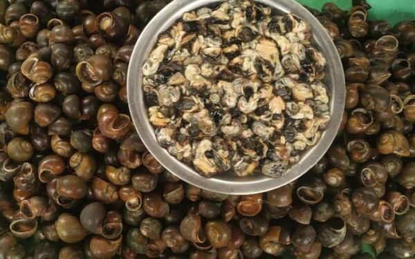 Fresh Dried Paddy Field Snails/Jol Kukura/Gugli without shells