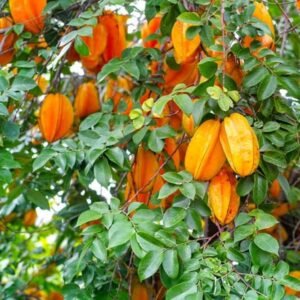 Hybrid Sweet Starfruit 1Foot Longer Healthy Plant - Image 4