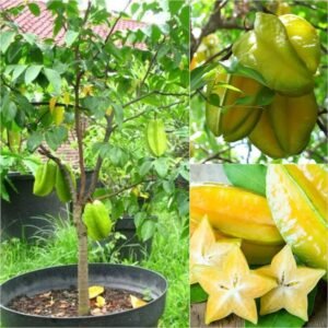 All season Grafted Star Fruit 1-2Foot Long Plant