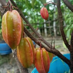 All season Grafted Star Fruit Plant - Image 2