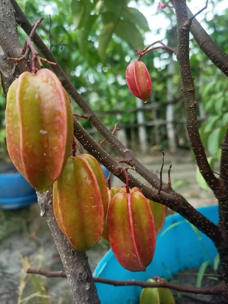 All season Grafted Star Fruit Plant - Image 2