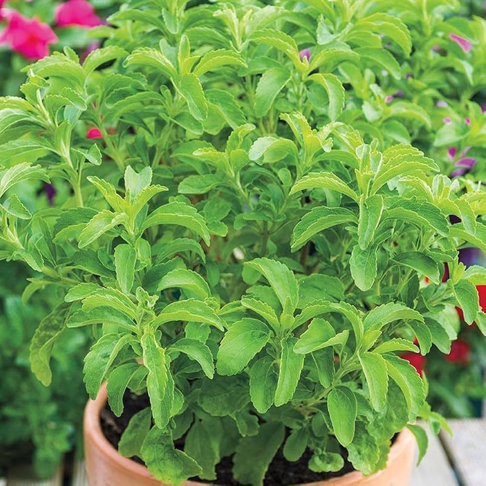 Stevia Natural Sweetner Live Plant - Image 2