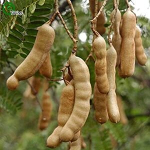 Sweet Tamarind/Imli Grafted Plant