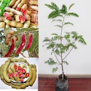 Sweet Tamarind/Imli Grafted Plant - Image 2