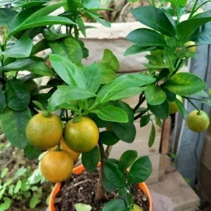 Kumquat Healthy Lemon Plant - Image 2