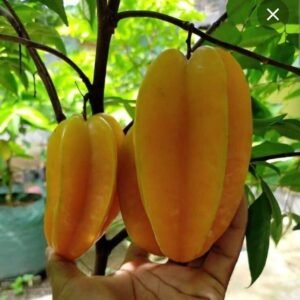 Hybrid Sweet Starfruit 1Foot Longer Healthy Plant - Image 3