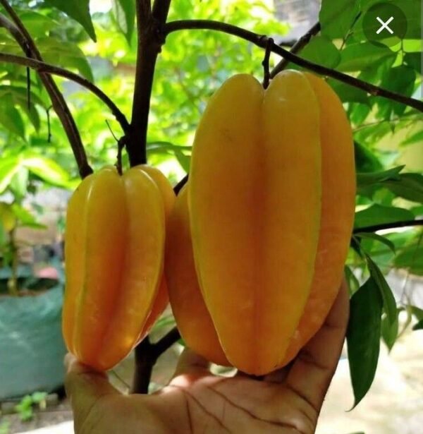 Hybrid Sweet Starfruit 1Foot Longer Healthy Plant