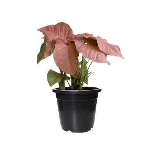 Syngolium Pink Color Leaf Plant - Image 2