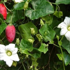 Fresh Green Ivy Guard/Kunduri/kundru/Tondli Herbal Leaves - Image 3