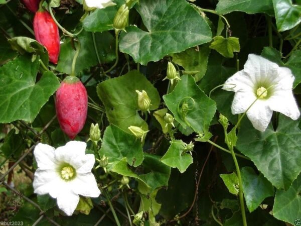 Fresh Green Ivy Guard/Kunduri/kundru/Tondli Herbal Leaves