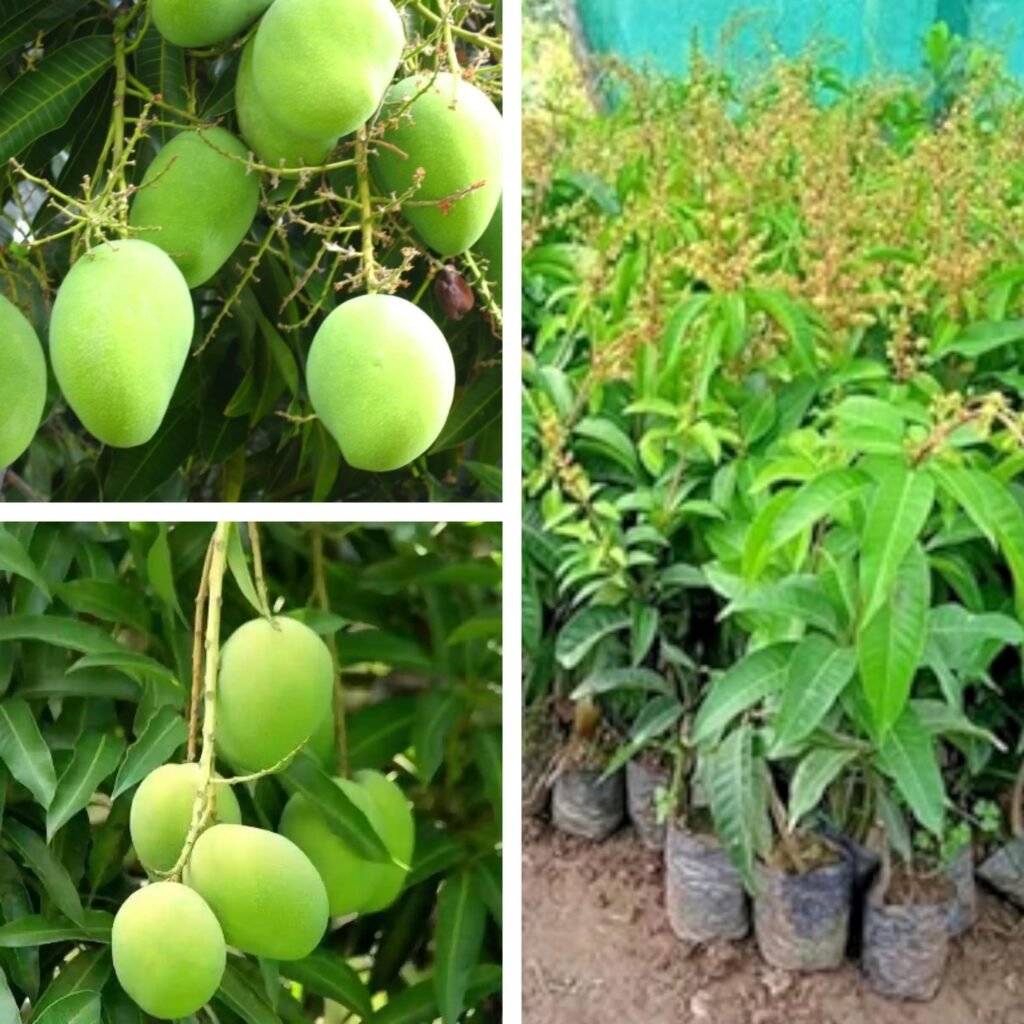 All Time/Baramasi Sweet Mango 1-2Foot Long Grafted Plant