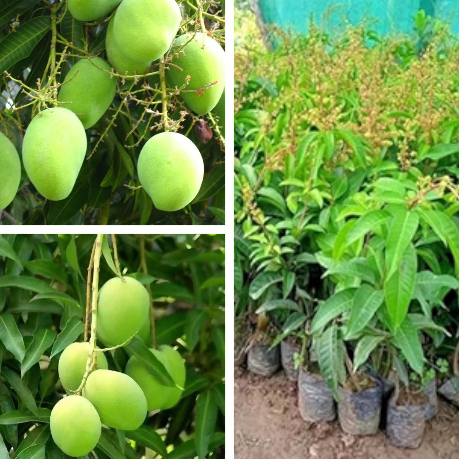 All Time/Baramasi Sweet Mango Grafted Plant - Image 2