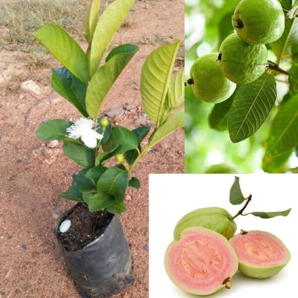 Thai Pink Guava Healthy Plant